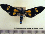 Euchromia guineensis